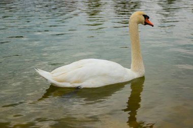 Beyaz Kuğu gölde yüzmeye. Sazova Parkı veya bilim sanat ve Kültür Parkı. Türkiye'de, Eskişehir.