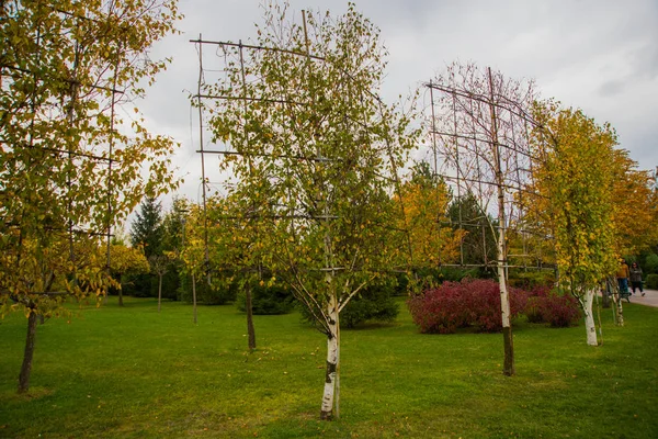 Birches in the Sazova Park or Science Art and Culture Park. Turkey, Eskisehir.