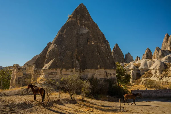 Capadocia Turquía Caballos Cerca Las Montañas Tiempo Soleado Verano Hermoso — Foto de Stock