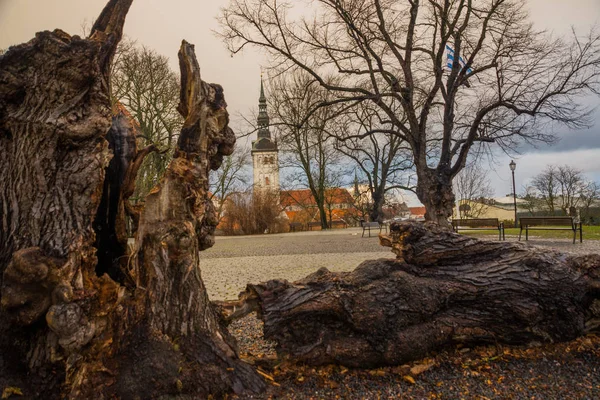 爱沙尼亚塔林 圣尼古拉斯教堂 尼古利斯特教堂 尼古利斯特基里克教堂 古老的树桩树桩 美丽的秋天景观在公园俯瞰寺庙 它有爱沙尼亚艺术博物馆的一个分支 — 图库照片