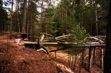 Wooden bridge of branches in the forest. Russia, Leningrad region, St. Petersburg. Beautiful landscape for walking tourists and travelers.