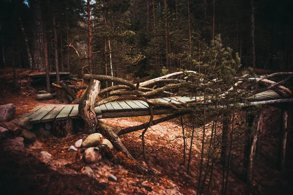 Ágak Erdő Fahíd Oroszország Leningrad Region Petersburg Gyalogos Turisták Tájban — Stock Fotó