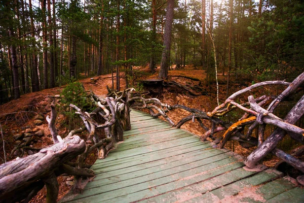 Ágak Erdő Fahíd Oroszország Leningrad Region Petersburg Gyalogos Turisták Tájban — Stock Fotó