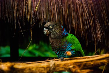 Güzel papağan ara Kuş Parkı Iguazu Brezilya