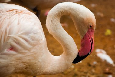 Pembe Flamingo. Iguazu Kuş Parkı. Brezilya. Amerika.