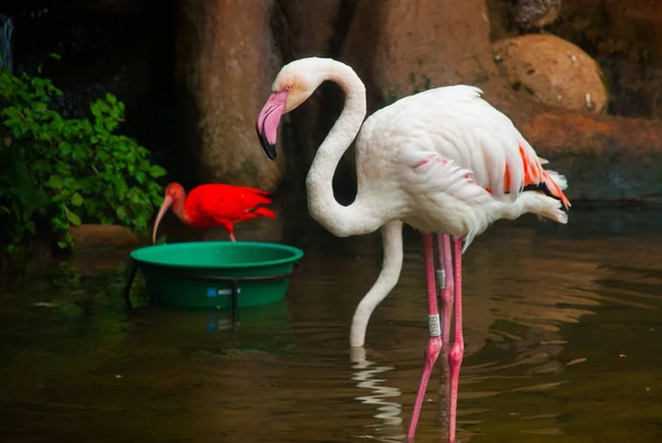 Pink Flamingo. Iguazu Madárpark. Brazília. Amerika. — Stock Fotó