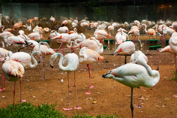 粉红火烈鸟伊瓜苏鸟公园。巴西。美国. — 图库照片