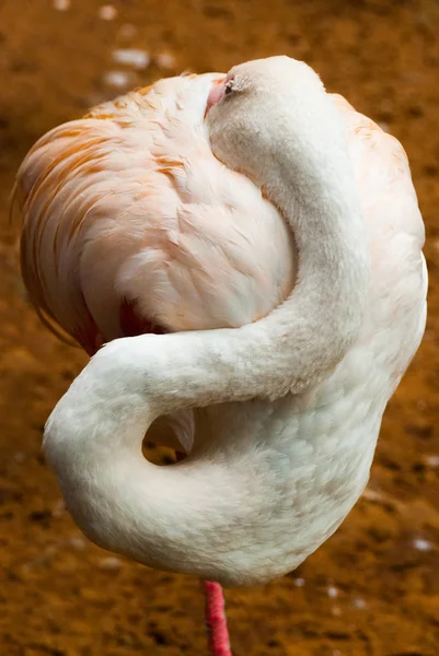 Pink Flamingo. Iguazu Madárpark. Brazília. Amerika. — Stock Fotó