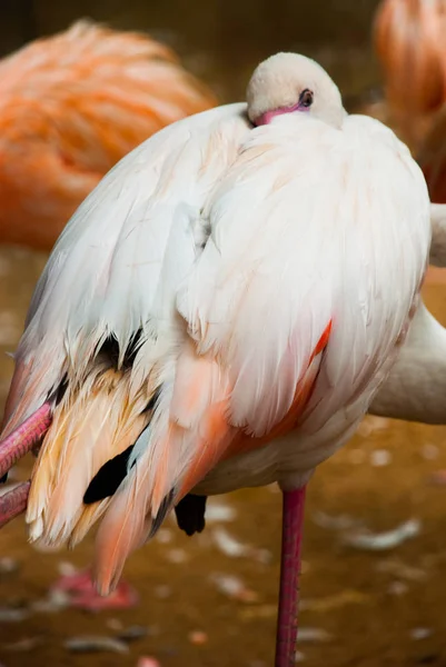 Pink Flamingo. Iguazu Madárpark. Brazília. Amerika. — Stock Fotó