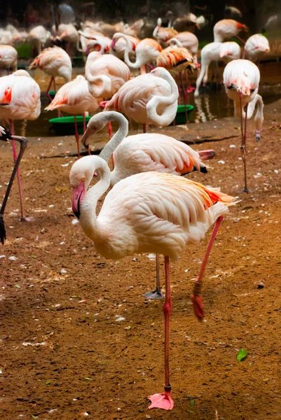 Pink Flamingo. Iguazu Madárpark. Brazília. Amerika. — Stock Fotó