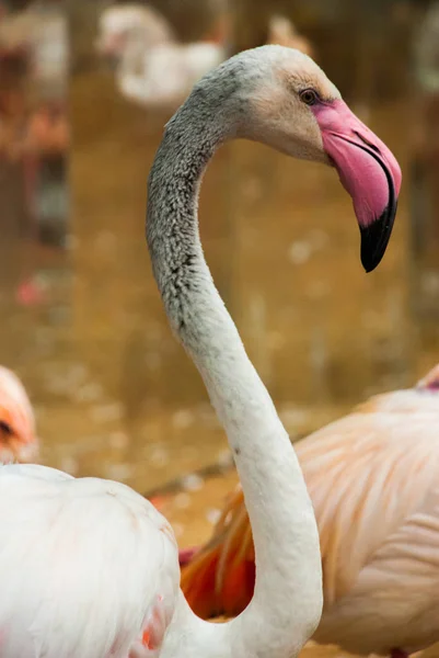 Pink Flamingo. Iguazu bird Park. Brazil. America. — Stock Photo, Image