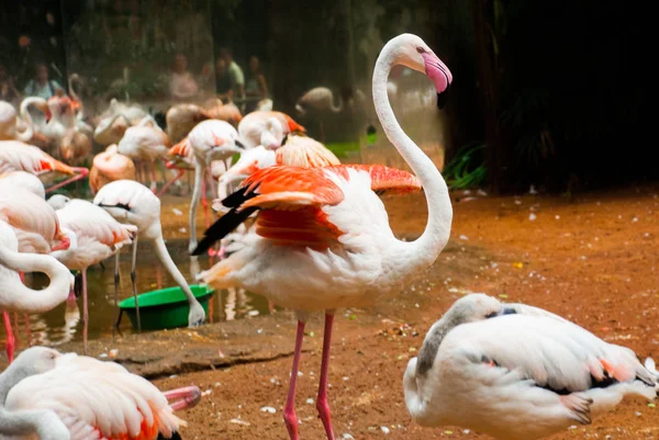 Pink Flamingo. Iguazu Madárpark. Brazília. Amerika. — Stock Fotó