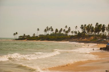 Salvador, Bahia, Brezilya: Itapua plajında tropikal manzara