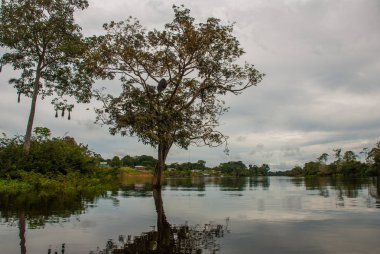 Amazon nehri, Manaus, Amazonas, Brezilya: Evleri ile Amazon nehri bakan güzel manzara.