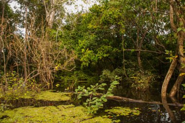 Amazon nehri ve orman manzarası ile olağanüstü güzel manzara. Manaus, Amazonas, Brezilya