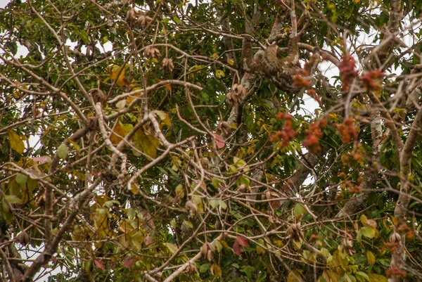 The sloth on the tree. Amazonas, Brazil