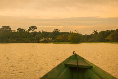 Nehirde güzel gün doğumu. Kıyıda yoğun bir orman ve mavi gökyüzü, Anazonas, Brezilya ile Amazon nehri de tekne görünümü