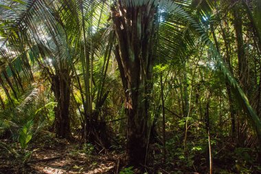 Ormanda ağaçlar ve çalılar, Manaus yakınlarındaki güzel Amazon ormanları, Brezilya.