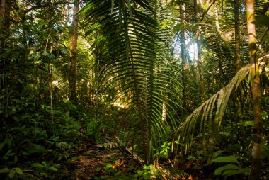 Ormanda ağaçlar ve çalılar, Manaus yakınlarındaki güzel Amazon ormanları, Brezilya.