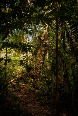 Ormanda ağaçlar ve çalılar, Manaus yakınlarındaki güzel Amazon ormanları, Brezilya.