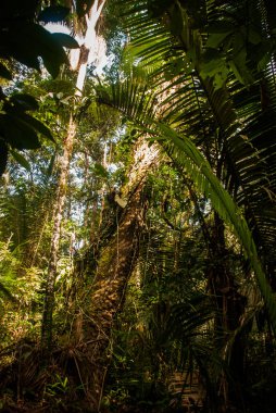 Ormanda ağaçlar ve çalılar, Manaus yakınlarındaki güzel Amazon ormanları, Brezilya.
