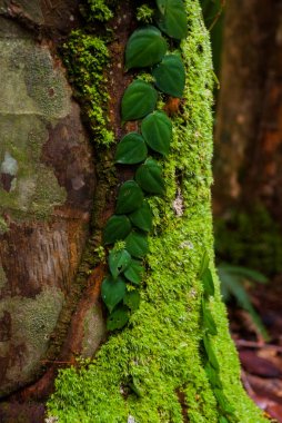 Ormanda ağaçlar ve çalılar, Manaus yakınlarındaki güzel Amazon ormanları, Brezilya.