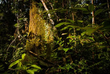 Ormanda ağaçlar ve çalılar, Manaus yakınlarındaki güzel Amazon ormanları, Brezilya.