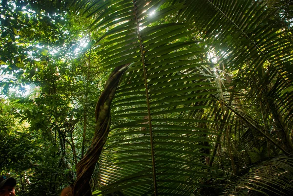 Árboles y arbustos en la selva, hermosas selvas amazónicas cerca de Manaus, Brasil . — Foto de Stock