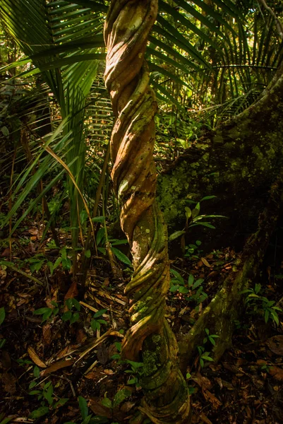 Drzewa i krzewy w dżungli, piękne lasy Amazonii w pobliżu Manaus, Brazylia. — Zdjęcie stockowe