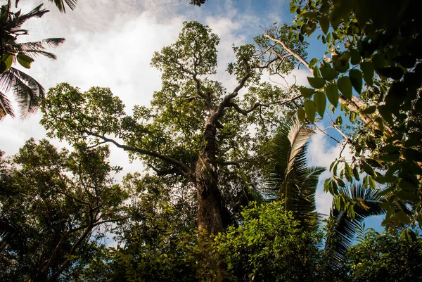 Arbres et buissons dans la jungle, belles forêts amazoniennes près de Manaus, Brésil . — Photo