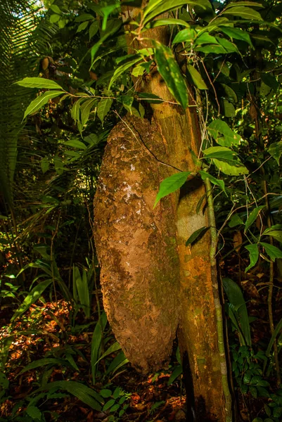 Ormanda ağaçlar ve çalılar, Manaus yakınlarındaki güzel Amazon ormanları, Brezilya.