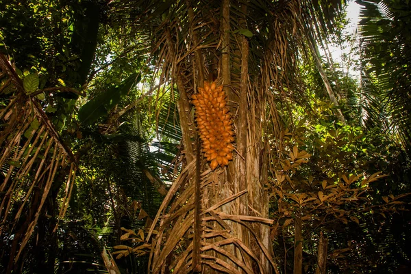 Stromy a keře v džungli, nádherné amazonské lesy nedaleko Manau, Brazílie. — Stock fotografie