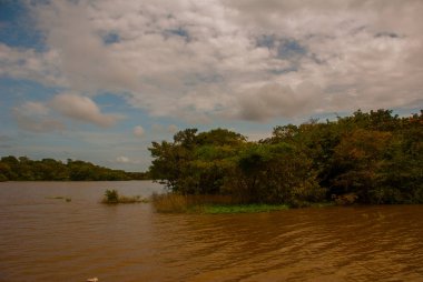 Amazon nehri, Amazonas, Brezilya: Nehir ve çalılar ve orman bakan güzel manzara.