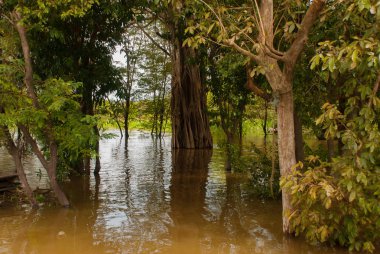 Amazon nehri, Amazonas, Brezilya: Nehir ve çalılar ve orman bakan güzel manzara.