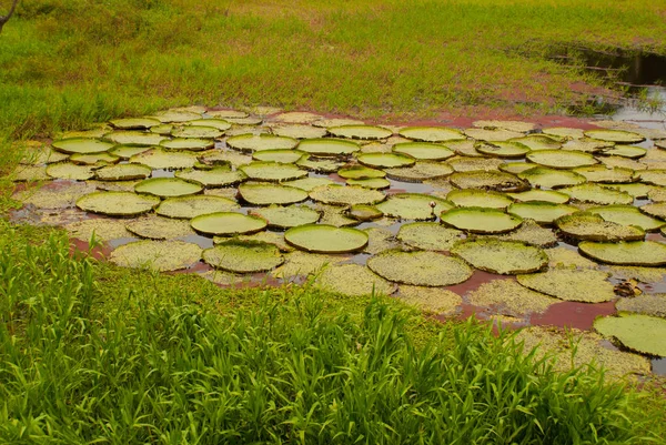 世界最大の葉であるビクトリア・レジアは、アマゾンのユリのユリです。アマゾナス(ブラジル) — ストック写真