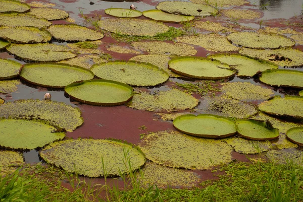 Victoria Regia, las hojas más grandes del mundo, de lirios de agua amazónicos. Amazonas, Brasil — Foto de Stock