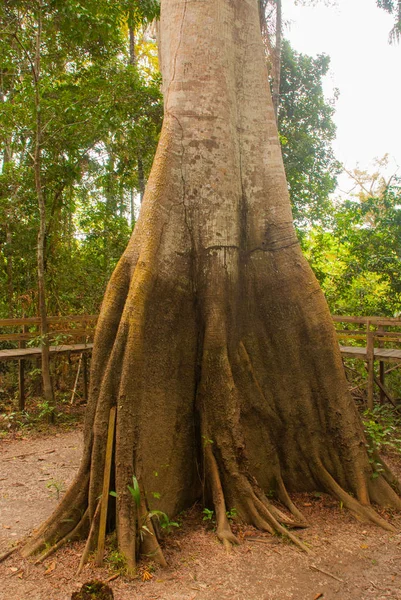 Árvore Sumauma Ceiba pentandra com mais de 40 metros de altura, inundada pelas águas do rio Negro na floresta amazônica. Amazonas, Brasil — Fotografia de Stock