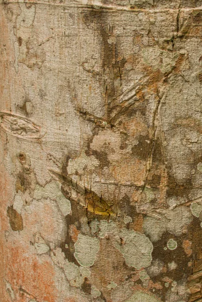 Текстура дерева в джунглях крупным планом. Амазонские джунгли. Амазонас, Бразилия — стоковое фото