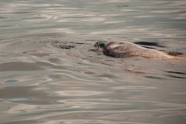 Boto Amazon River Dolphin. Amazon river, Amazonas, Brazil — Stock Photo, Image