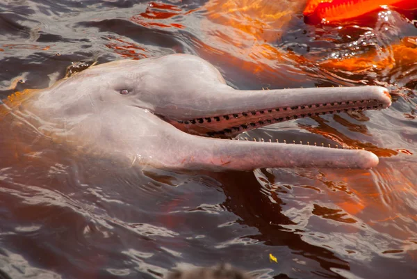 Amazon River Dolphin Stock Photos Royalty Free Images Depositphotos Amazon River Dolphin Stock Photos Royalty Free Images Depositphotos