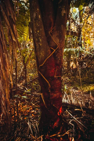 Drzewa i krzewy w dżungli, piękne lasy Amazonii w pobliżu Manaus, Brazylia. — Zdjęcie stockowe