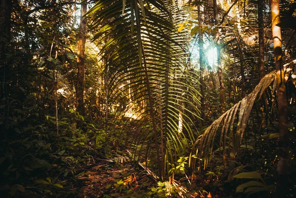 Ormanda ağaçlar ve çalılar, Manaus yakınlarındaki güzel Amazon ormanları, Brezilya.