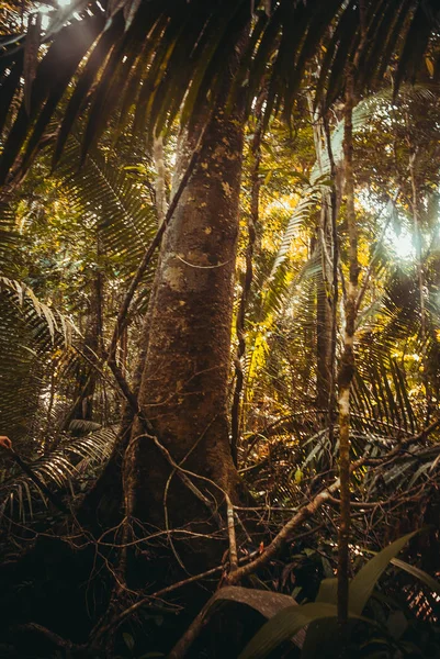 Árboles y arbustos en la selva, hermosas selvas amazónicas cerca de Manaus, Brasil . —  Fotos de Stock