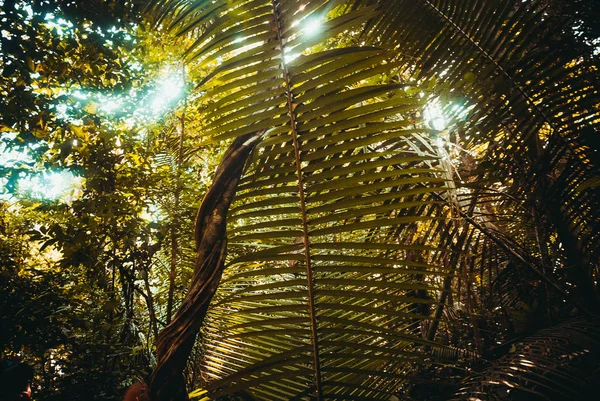 Árboles y arbustos en la selva, hermosas selvas amazónicas cerca de Manaus, Brasil . —  Fotos de Stock
