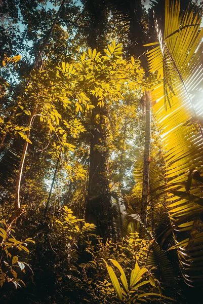 Árboles y arbustos en la selva, hermosas selvas amazónicas cerca de Manaus, Brasil . —  Fotos de Stock