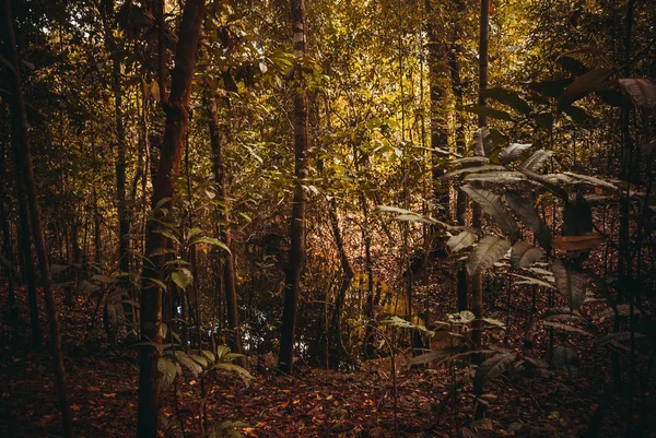 Stromy a keře v džungli, nádherné amazonské lesy nedaleko Manau, Brazílie. — Stock fotografie