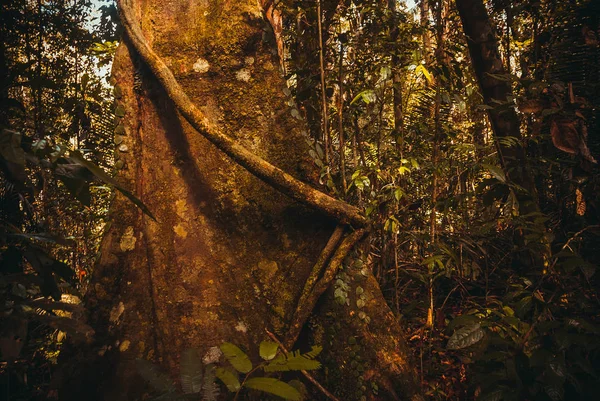 Drzewa i krzewy w dżungli, piękne lasy Amazonii w pobliżu Manaus, Brazylia. — Zdjęcie stockowe