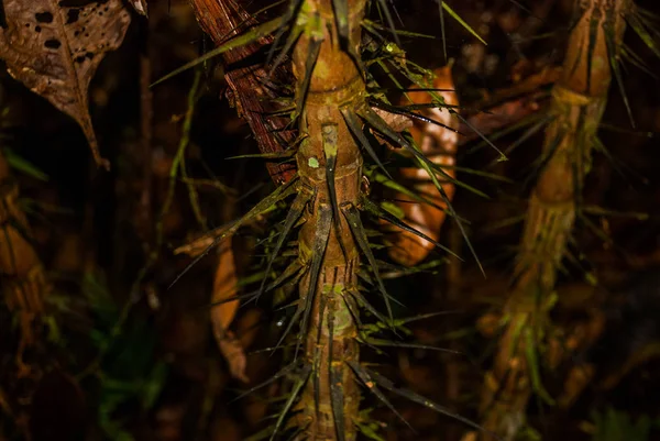 Arbres et buissons dans la jungle, belles forêts amazoniennes près de Manaus, Brésil . — Photo