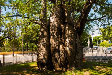Recife, Brezilya: Büyük bir baobab ağacı Afrika'dan getirilen Recife şehir Parkı yetişir