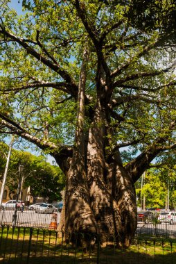 Recife, Brezilya: Büyük bir baobab ağacı Afrika'dan getirilen Recife şehir Parkı yetişir